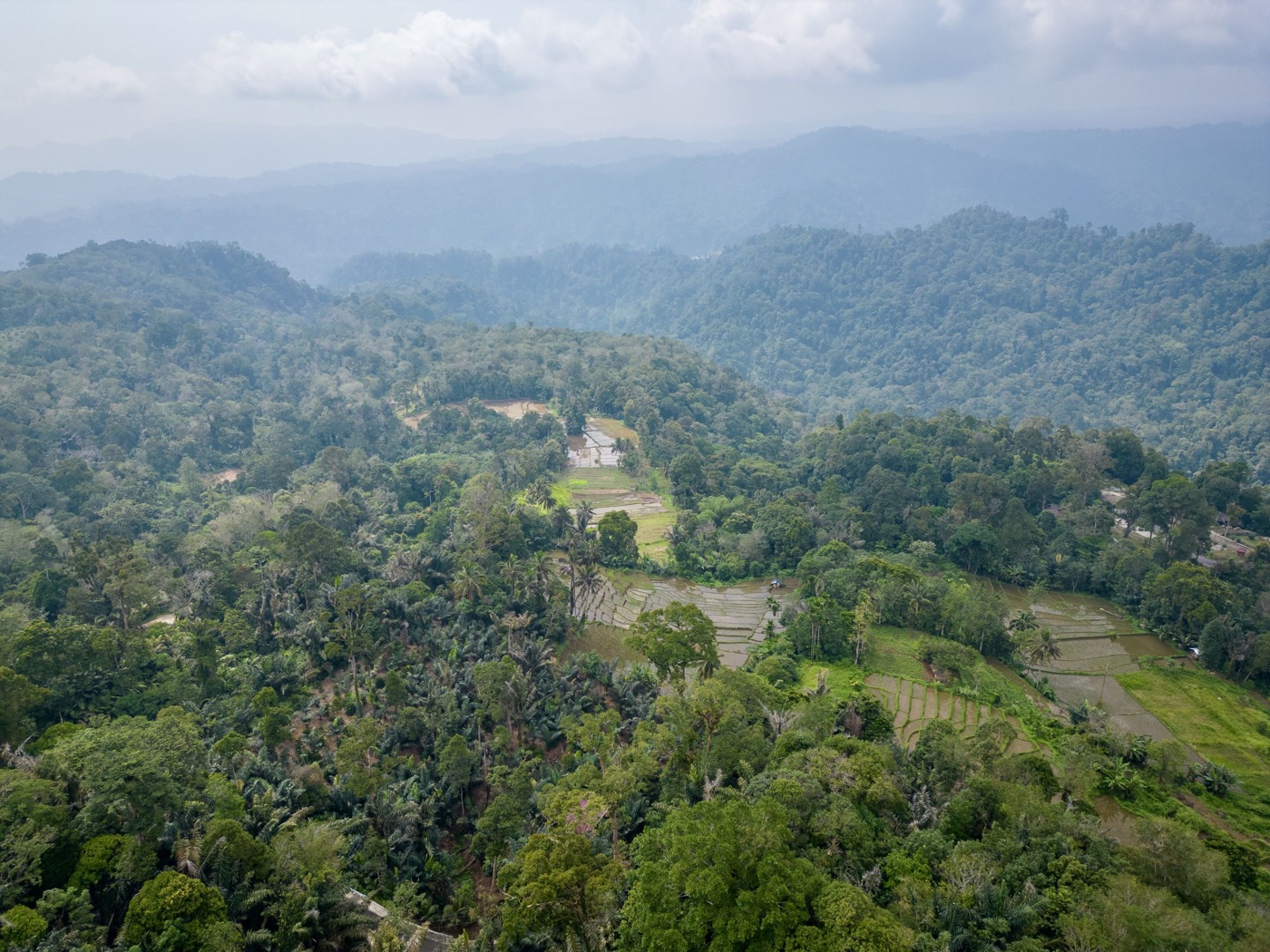 Origin monitoring map — forest boundary and coffee plots