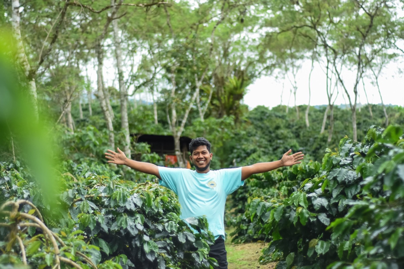 Coffee growing under forest canopy