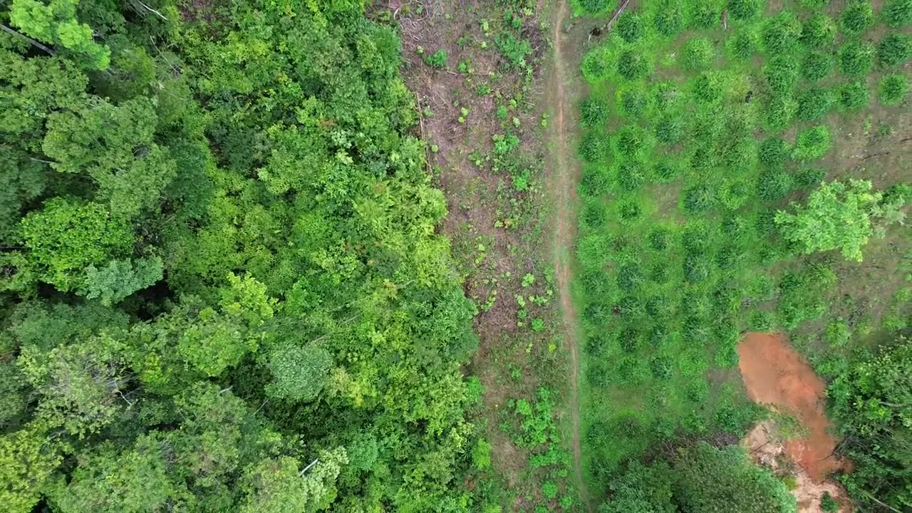 Drone survey over mapped coffee plots and the forest beyond